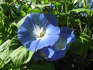 1000 frische Samen der echten Prunkwinde -Ipomea tricolor- 'Heavenly blue' Morning glory *USA Import*