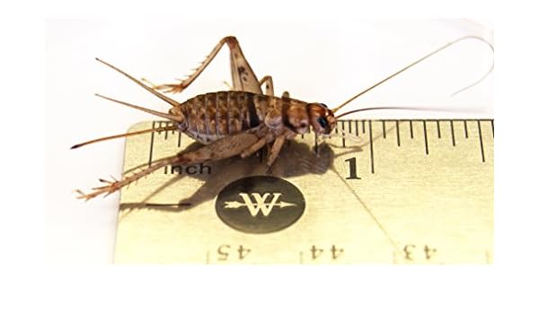 1 Large Adult Banded Crickets 250 Count Amazon Co Uk Garden