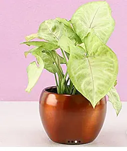 Siddhi Vinayak Gallery Metal Planter Pot for Home Decoration | Round Shape Metal Pots for Indoor Plant Living Room Bedroom, Tabletop, Office Desk Decoration ( Multicolour Pack of 3 Metal Pot)