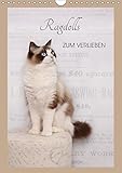 Ragdolls zum Verlieben (Wandkalender 2018 DIN A4 hoch): 13 liebevoll zusammengestellte Farbaufnamen der sanften Ragdoll, vom Kitten übers Jugendalter ... [Apr 04, 2017] Reiß-Seibert, Marion by 