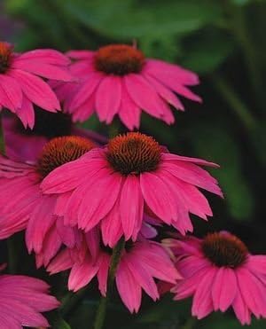 2 X ECHINACEA POW WOW WILD BERRY ROSE PINK PLANTS IN 9CM POTS PERENNIAL GARDEN / PATIO / ROCKERY