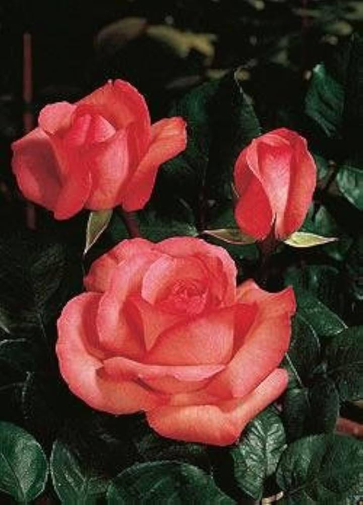 Kate rose. Гаршинка каталог роз. Питомник растений гаршинка. Гаршинка интернет-магазин саженцев каталог 2022. Питомник гаршинка.