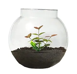 STZ Aquarium Bowl for Fish | Home | Office |Easy to Handle |Size (4inch to 10inch) Fishbowl, Under 300,Plant Pot,Bamboo Lucky Pot (6inch) (4 inch)