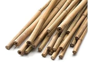 HAZIQ 2FT-3FT-4FT-5FT-6FT Bamboo Garden Canes/Stake/Pole Garden Plant Flower Support Sticks Outdoor/Indoor Natural Strong Plants Support (10, 2ft -60cm (12-14mm))