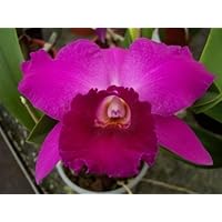 1 blühfähige Orchidee der Sorte: Cattleya Hybride Dahlenburg, 15cm Topf
