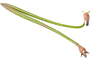 TROPICAL-SEEDS Rote Mangrove (Rhizophora mangle) - 5 Mangroven Samen/Keimlinge ca. 20 cm lang