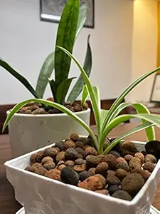 Simply Earth Organic Pebbles Clay Balls, Lightweight Expanded Clay Aggregate, Hydroponics, Aquaponics, & Plant Garden Soil. (1 Litre)
