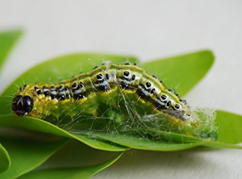 TOPUXUS XenTari, gegen Buchsbaumzünsler. Profi Dosierung, Bio profi Produkt. Stoppt Raupen Schäden im Buchsbaum, mach es wie der Züchter! ( incl. Ned gebruiksaanwijzing ) - 3