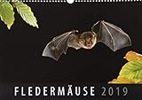 Fledermäuse 2019: Wandkalender by 