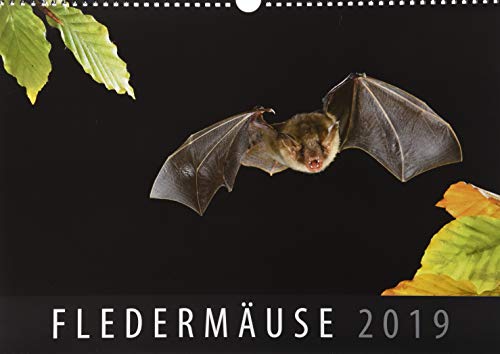 Fledermäuse 2019: Wandkalender