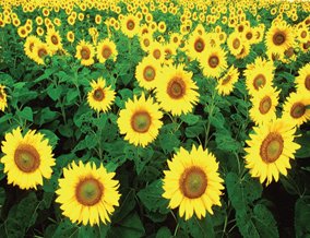 Sunflowers Fridge Magnet, Flowers