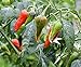 Produktbild Virtue 10 Honduras Wild Peppers, Seeds, Seasoning Pepper; from Honduras; C. annuum