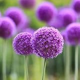  Wekold Allium Giganteum Hydrangea Zwiebel Große Zwiebel - 100 Blumensamen Hausgarten Bonsai Pflanze Dekoration Geschenk