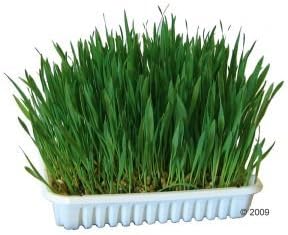 MUCKI Nibble Grass Seeds for rabbits or small pets/Seeds come with dish & soil (mineral substrate) /Easter Xmas Party Gift