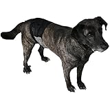 Rüdenwindel aus atmungsaktivem Netzstoff, schwarz, für Inkontinenzeinlagen, waschbar, Gr. XL (Leistenumfang 69-79cm)