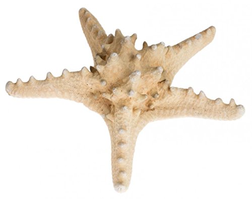 NaDeco® Noppen Seestern natur 10-15cm | Deko Seestern | Großer Seestern | maritime Dekoration