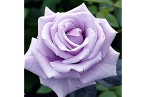SVI 10 Sterling Silver Hybrid Tea Rose Seeds