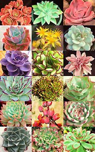 Echeveria Mischung - 20 samen,Sukkulenten samen -