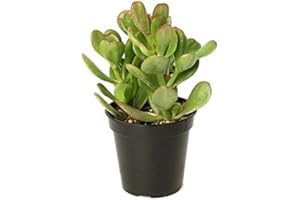 DECOALIVE Árbol de Jade Crassula Ovata Planta Natural Suculenta Planta de Jade, 8436601570130