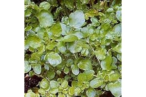 THOMPSON AND MORGAN SEEDS Watercress