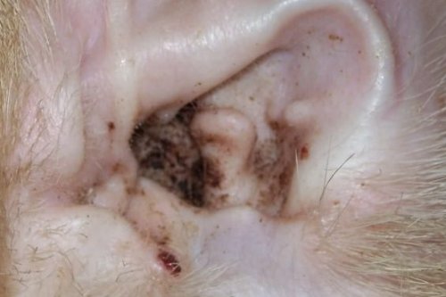 Peticare-Chat-Nettoyant-Oreilles-Lotion-acarien-de-Oreille-et-Anti-parasitaire-soulage-demangeaisons-et-inflammations-Soins-pour-Chats-100-naturels-petCat-Health-3011