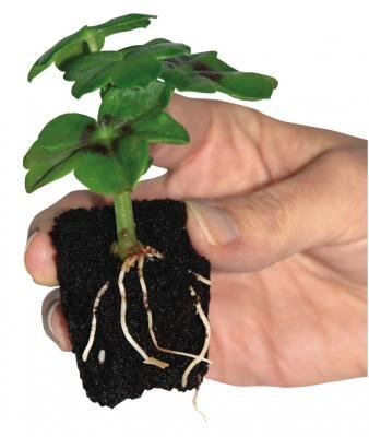 Root !t Natural Rooting Sponges Refill Pack (Pack of 50) from Root It