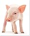 Produktbild Mauspad / Mouse Pad aus Textil mit Rückseite aus Kautschuk rutschfest für alle Maustypen Motiv: Schwein - Hausschwein - Ferkel - Glücksschwein Porträt [01]