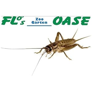 Heimchen gross Portion ca. 25-30 St.