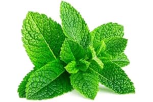 300 graines de MENTHE Verte - Mentha Viridis - Herbes aromatiques