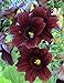 Produktbild PlenTree 20 Seeds Of Salpiglossis Royale Chocolate Flower (Stained Glass)