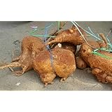 Buy Malli Herbs Akasa Garudan Kilangu ஆக ச கர டன க ழங க 1pc Online At Low Prices In India Amazon In