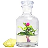 bonsai zero Semillas de alta tasa de germinación