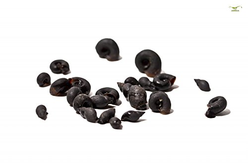 Futterschnecken – 50Stk – Lebendfutter optimales Kugelfischfutter - 3