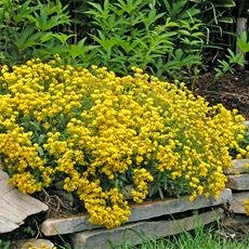 Steinkraut gelb 100 samen, Alyssum -Das Steinkraut darf in keinem sonnigen Garten fehlen ! - 2
