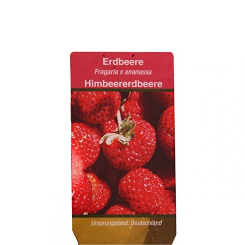 Himbeer-Erdbeere – Set mit 3 Pflanzen – Fragaria – Ausgefallene Sorte für Liebhaber des Besonderen - 4