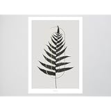 Kunstdruck Poster / ABC Plants – O