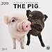 The Pig (BK) 227619 2019: Broschürenkalender mit Ferienterminen. Süße Nahaufnahmen von Ferkeln vor edlem weißen Hintergrund. 30 x 30 cm - Wandkalender by 