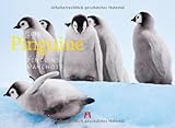 Pinguine 2012 by 
