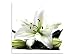 Produktbild Weiße Lilie Bilder Leinwandbilder Wandbilder Foto auf Leinwand A05540 Größe 40 x 40 cm