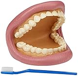 TickiT 03083 Giant Teeth Dental Demonstration Model