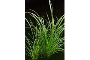 WFW wasserflora Helfers Zyperngras/Cyperus Helferi im Topf