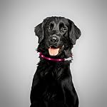 USB-Collare-di-silicone-LED-Collare-per-cane-Collare-luminoso-per-cane-gatto-animale-domestico-ricaricabile-tramite-USB-misura-SL-cm-18-65-accorciabile-di-colore-fucsia-Marchio-PRECORN