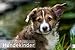 Hundekinder Posterkalender 2012 by