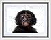 Produktbild PHOTO ANIMAL BONOBO CHIMP CHIMPANZEE BABY YOUNG FRAMED ART PRINT MOUNT B12X13285