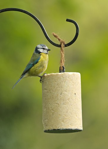 Rspb 500g Super Suet Hanging Cake With Mealworms Box Of 8 From