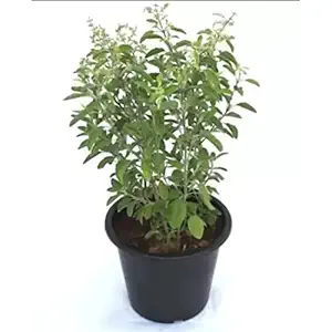 Live Tulsi Plant | Indian Holy Basil Plant with pot