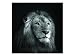 Produktbild kunst-discounter Bild Leinwandbilder Canvas Portrait Eines Löwen Schwarz weiß A05343 Größe 80 x 80 cm