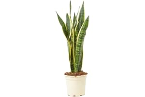 Verdecora Sansevieria | Planta natural de interior en maceta de 3L | Lengua de Tigre - Lengua de Suegra | Planta purificadora del aire