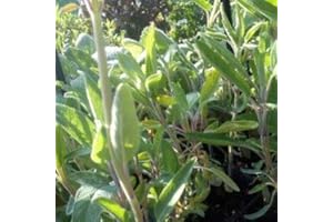 HORTIFLOR BUREAU Sauge officinale Salvia officinalis (lot de 3 pieds)