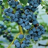 Blueberry Bluecrop fruit bush reliable and heavy cropping mid season variety with large fruit ideal for patio and containers FREE DELIVERY